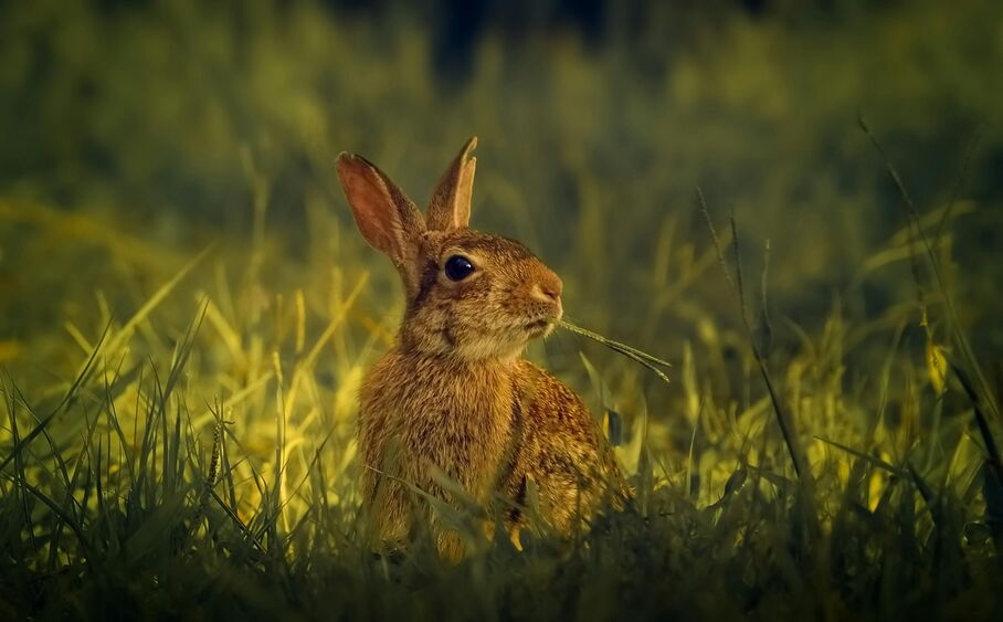 How to Help Your Bunny Live Longer