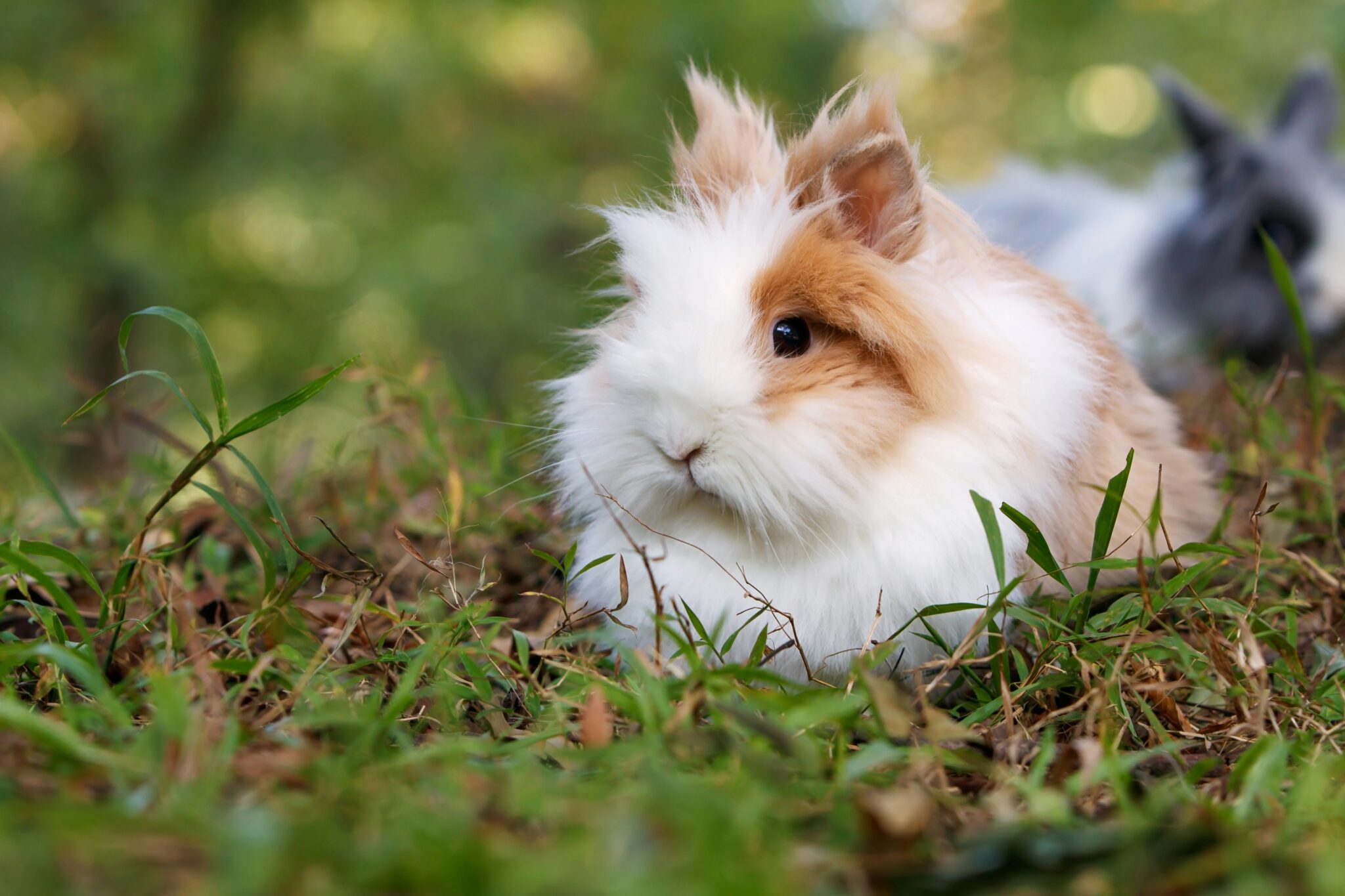 10 Most Expensive Rabbits 2025 – Cutie Rab