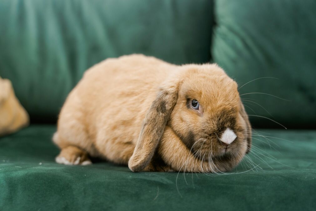 how to potty train your rabbit