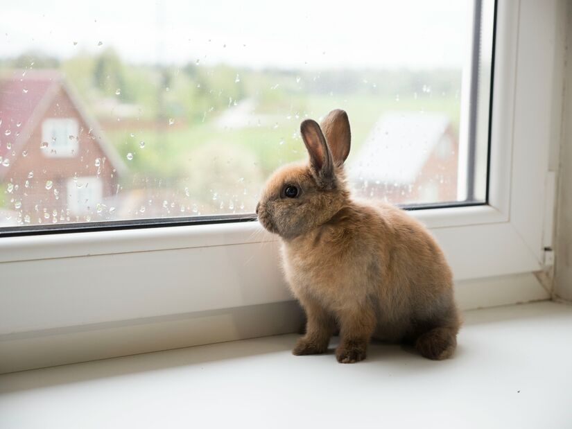 Do Rabbits Miss Their Owners