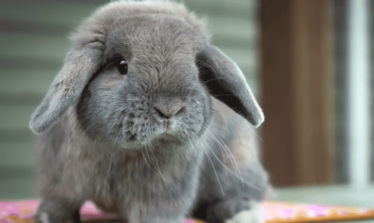 Facts About Holland Lop Rabbits