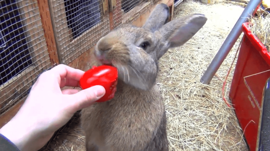 can rabbits eat tomato