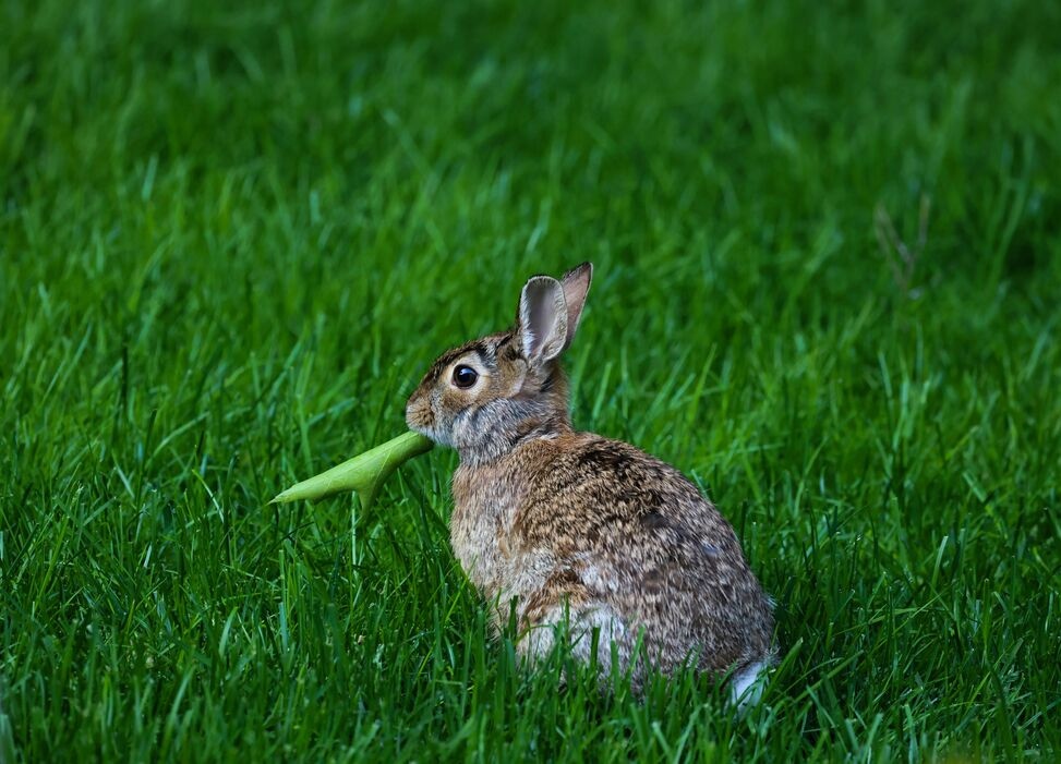 why is a rabbit not a rodent