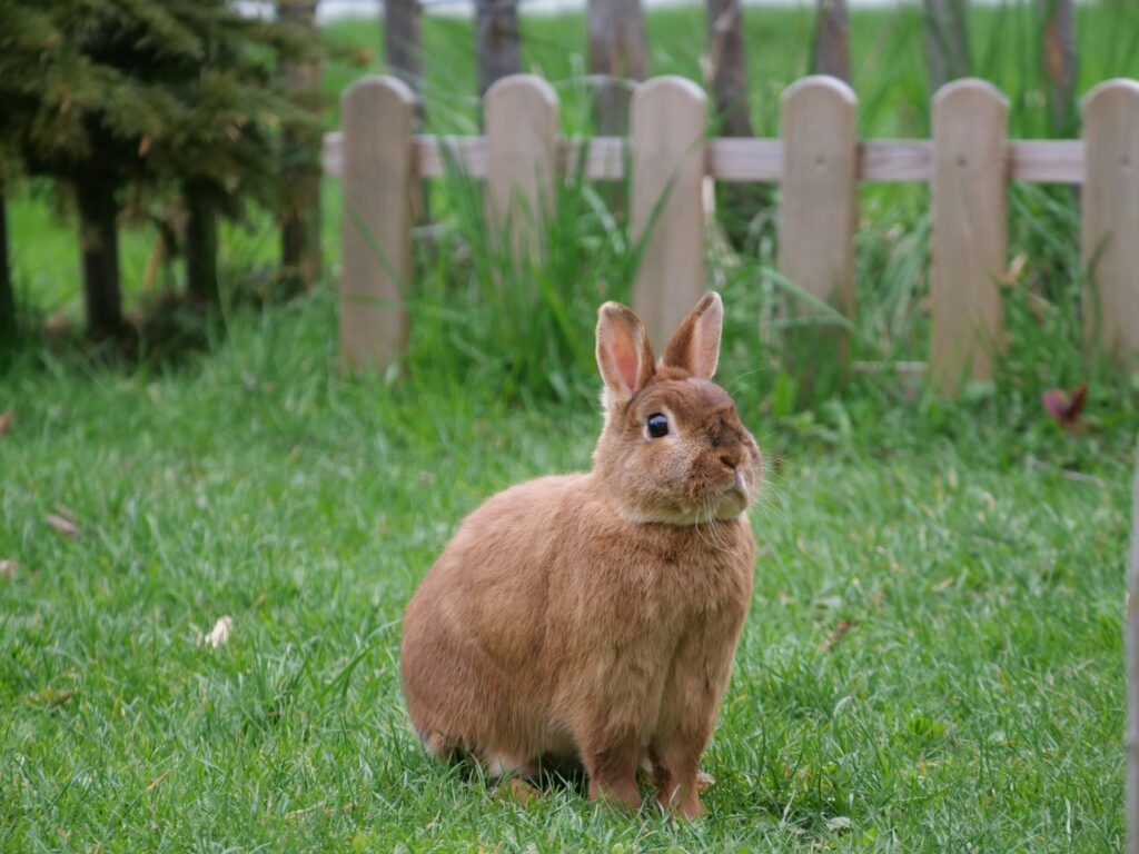 can a rabbit live alone