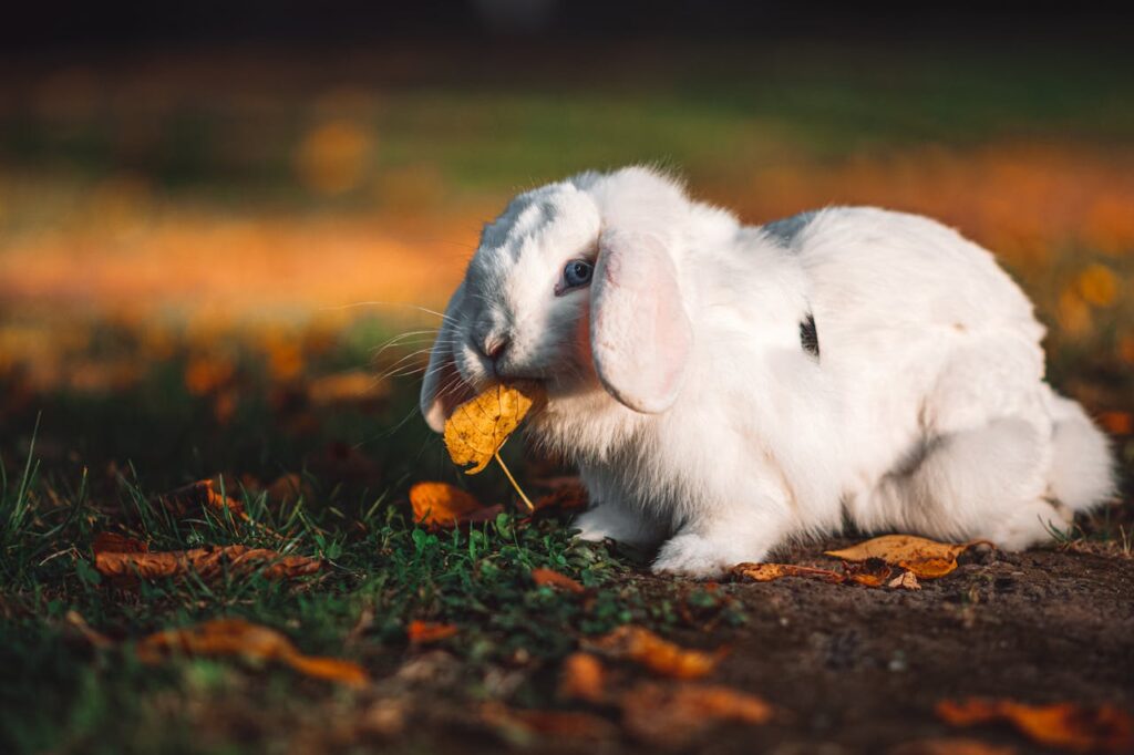 Herbs for Rabbits