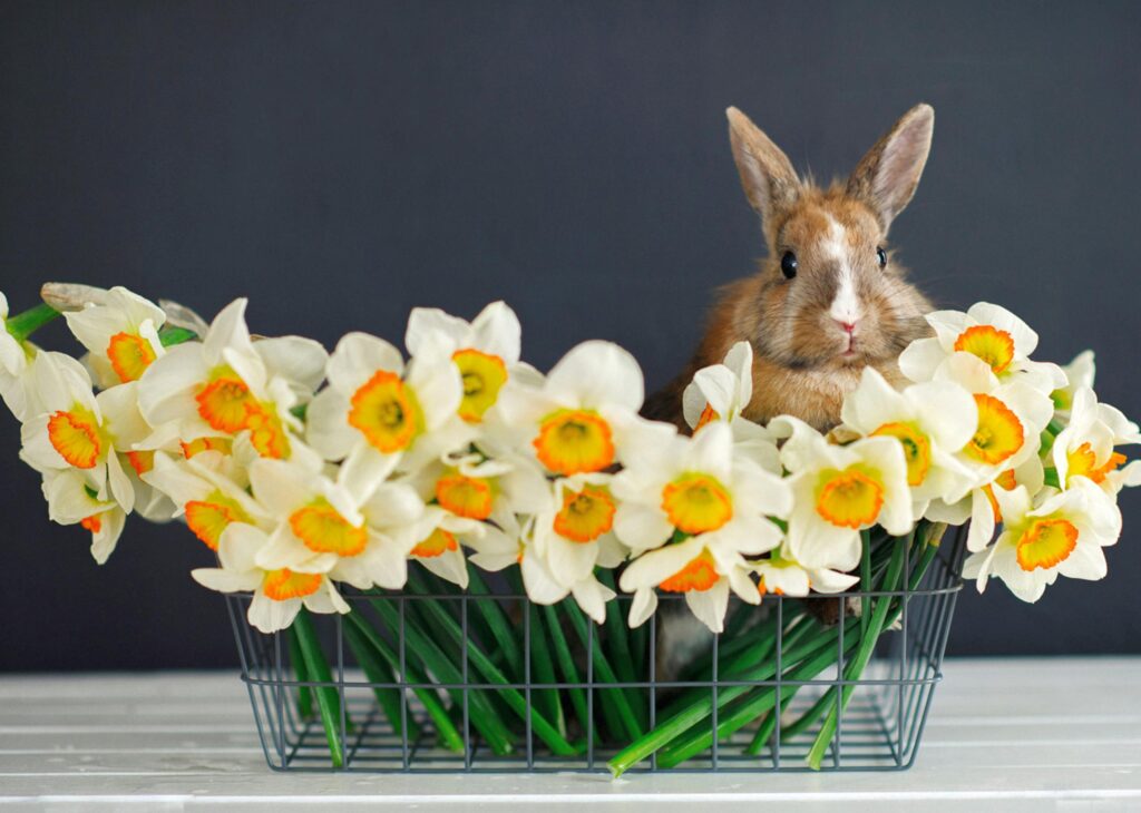 plants safe for rabbits