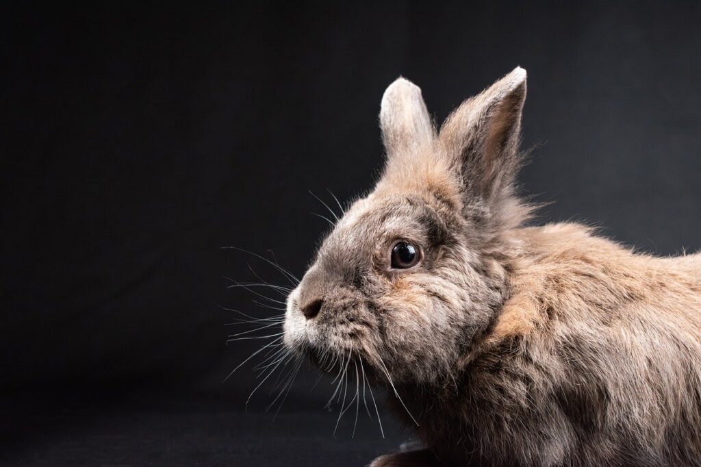 rabbits losing fur