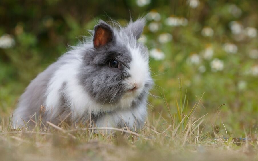 spaying and neutering rabbits