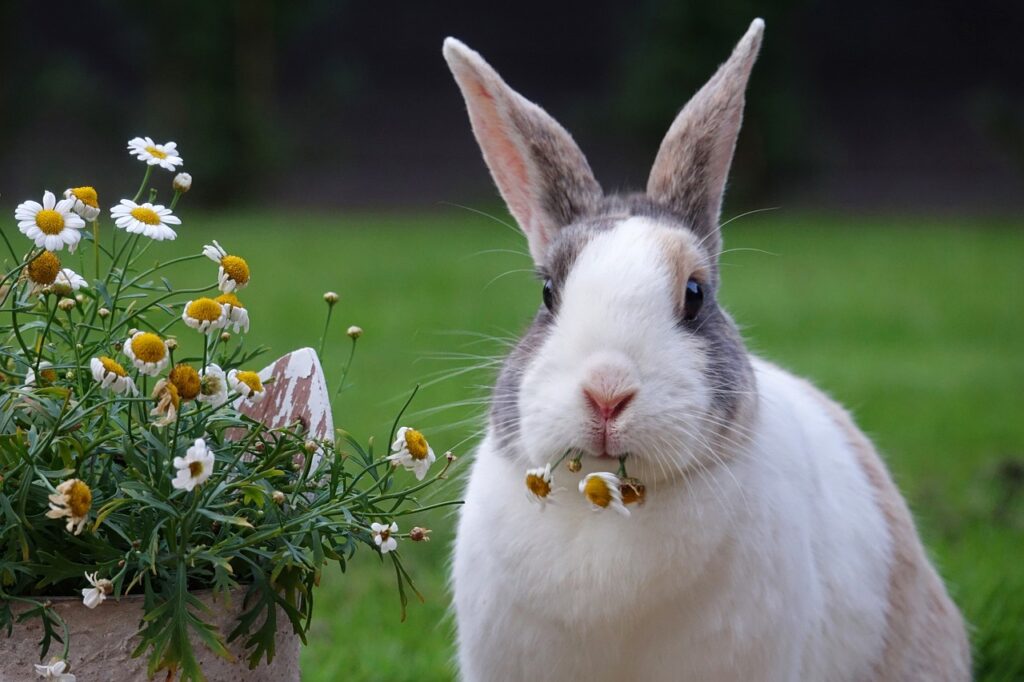 the cutest rabbit