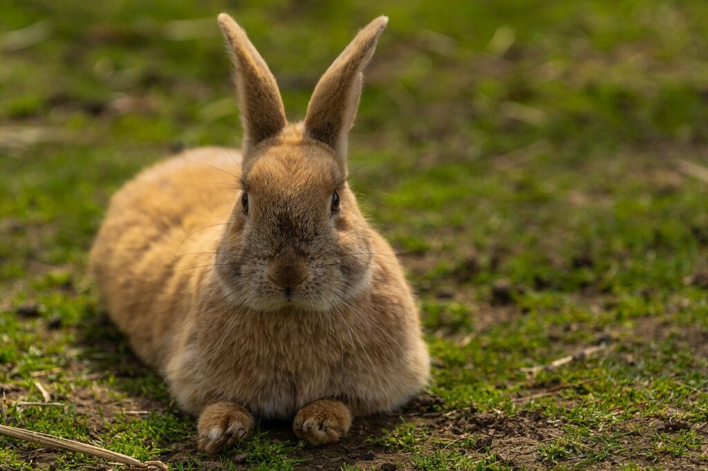 why is my rabbit grunting