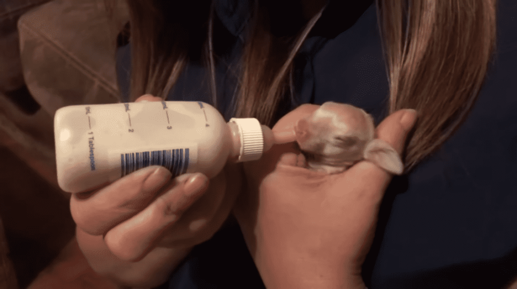 Feeding a Newborn Bunny