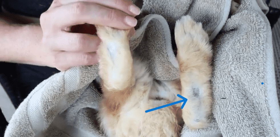 Treatment for Sore Hocks in Rabbits