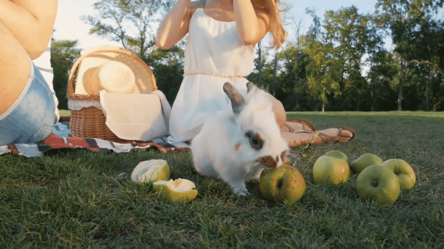 can bunnies eat apples