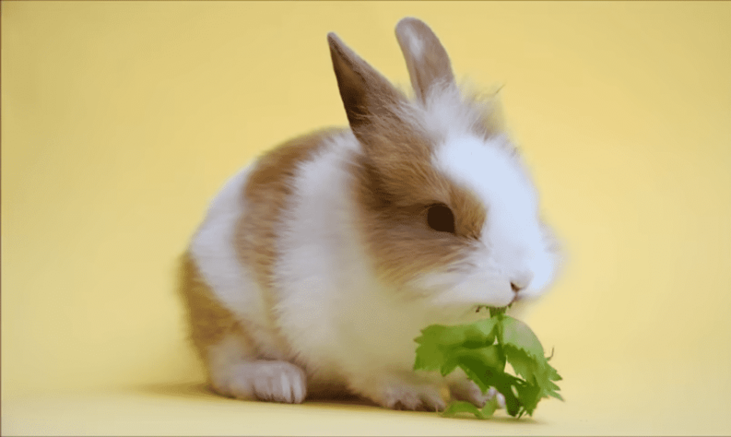 diet of a rabbit