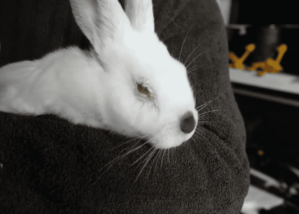 eye infection in rabbits