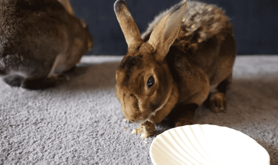 homemade treats for rabbits