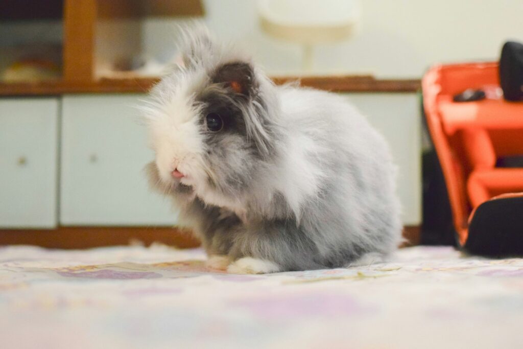 rabbit grooming