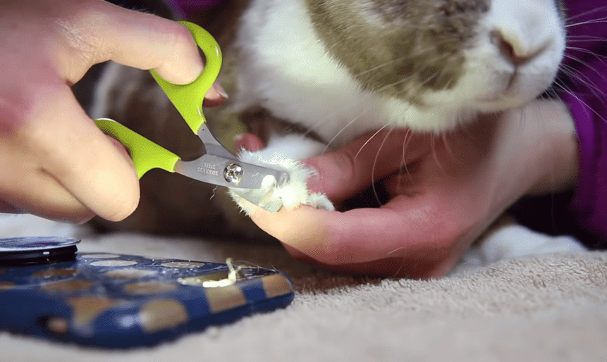 trimming bunny nails