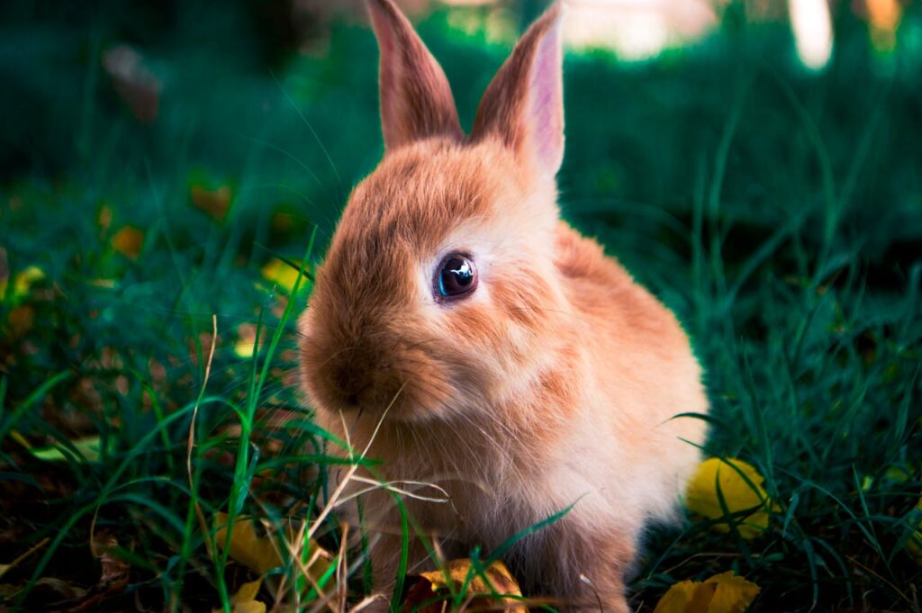 Anti-Inflammatory for Rabbits