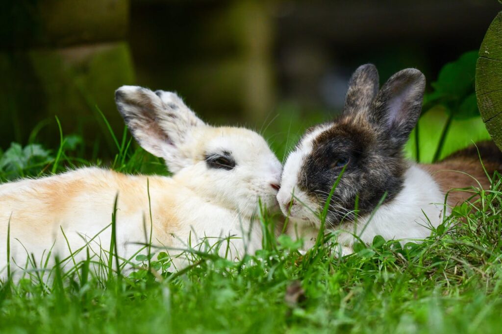 How to Bond Bunnies