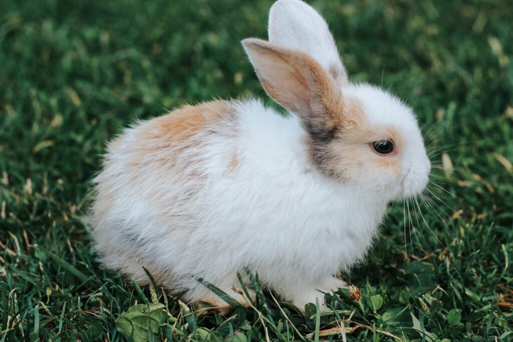 Signs of Rabbit Depression