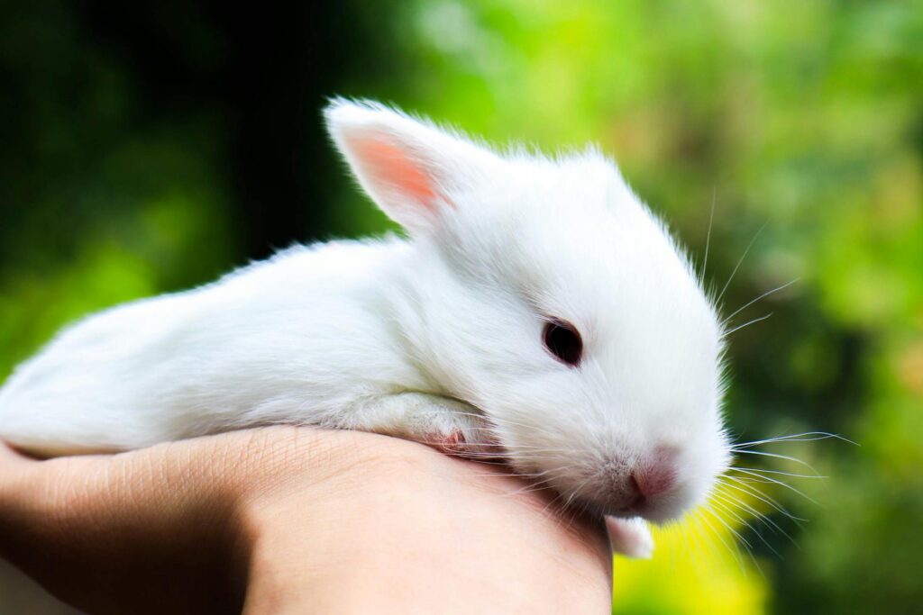 deworming rabbits